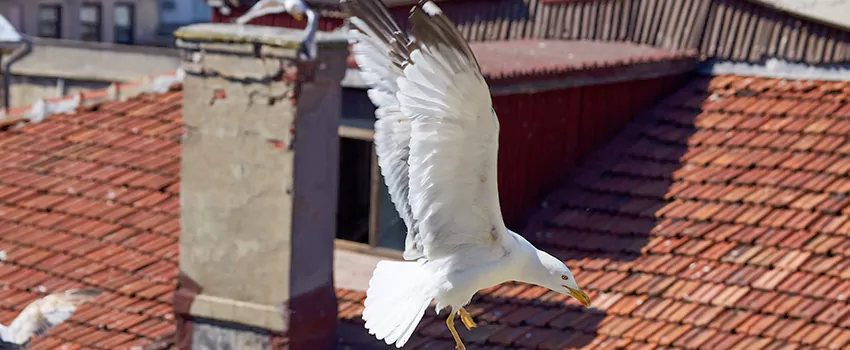 Residential Chimney Animal Removal Solution in Bryn Mawr-Skyway, WA