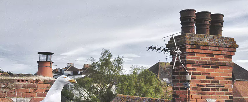 Chimney Cleaning And Restoration in Bryn Mawr-Skyway, Washington